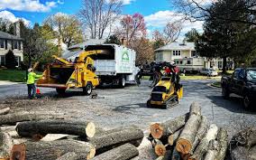 Why Choose Our Tree Removal Services in Spring Valley, CA?