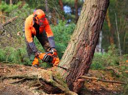 Professional  Tree Services in Spring Valley, CA