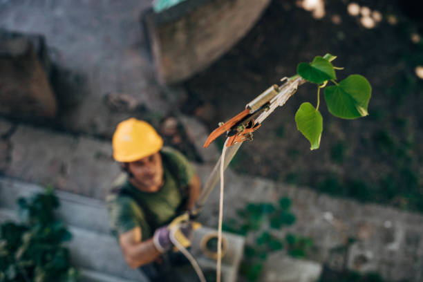 Best Root Management and Removal  in Spring Valley, CA