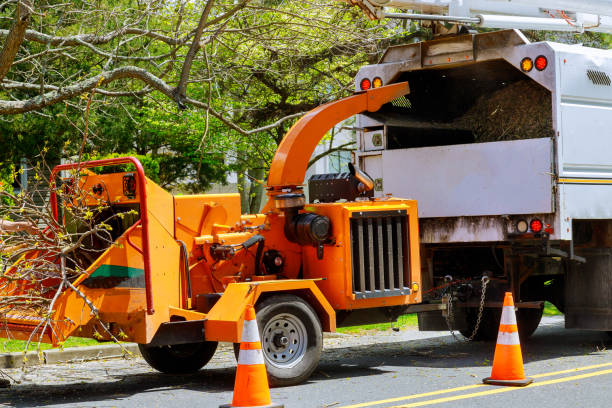 Best Tree Removal  in Spring Valley, CA