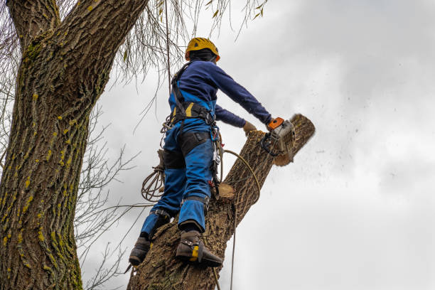 Tree and Shrub Care in Spring Valley, CA